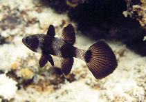 Image of Pseudamia zonata (Paddlefish cardinalfish)