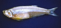 Image of Pterengraulis atherinoides (Wingfin anchovy)