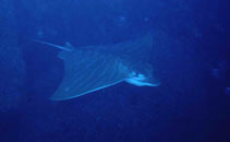 Image of Aetomylaeus bovinus (Bull ray)