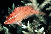 Image of Pteragogus cryptus (Cryptic wrasse)