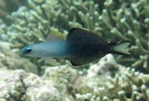 Image of Ptereleotris evides (Blackfin dartfish)