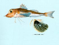 Image of Pterygotrigla leptacanthus (Black-finned gurnard)