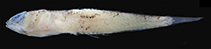 Image of Pteropsaron levitoni 