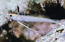 Image of Pteropsaron longipinnis (Midwater sand-diver)