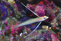 Image of Pteropsaron longipinnis (Midwater sand-diver)