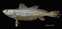Image of Pterotolithus maculatus (Blotched tiger-toothed croaker)