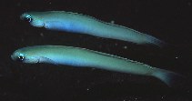 Image of Ptereleotris monoptera (Lyre-tail dart-goby)