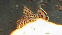 Image of Pterygoplichthys punctatus (Corroncho)