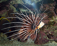 Image of Pterois radiata (Radial firefish)