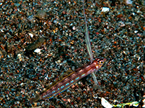 Image of Pteropsaron springeri (Springer\