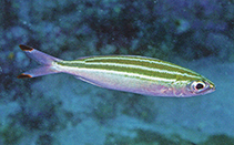 Image of Pterocaesio trilineata (Three-stripe fusilier)