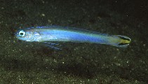 Image of Ptereleotris uroditaenia (Flagtail dartfish)