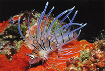 Image of Pterois volitans (Red lionfish)