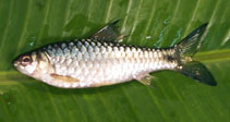 Image of Puntius dorsalis (Long snouted barb)