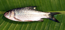 Image of Systomus sarana (Olive barb)