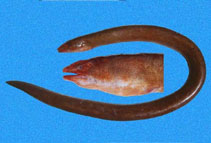 Image of Pythonichthys asodes (Pacific mud eel)