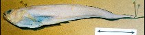 Image of Pyramodon lindas (Blackedge pearlfish)
