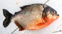 Image of Pygocentrus nattereri (Red piranha)