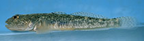 Image of Quietula guaymasiae (Guaymas goby)
