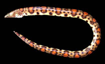 Image of Quassiremus nothochir (Smallfish snake-eel)