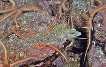 Image of Radulinus boleoides (Darter sculpin)