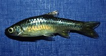 Image of Rasbora lateristriata (Yellow rasbora)