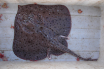 Image of Rajella leoparda (Leopard skate)