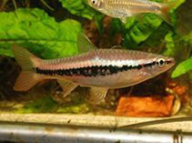 Image of Rasbora patrickyapi 