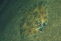 Image of Raja undulata (Undulate ray)