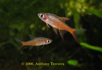 Image of Rasboroides vaterifloris (Pearly rasbora)