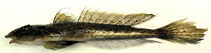 Image of Repomucenus ornatipinnis (Japanese ornate dragonet)