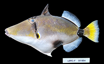 Image of Rhinecanthus abyssus 