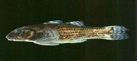 Image of Rhyacichthys aspro (Loach goby)