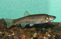 Image of Rhynchocypris czekanowskii (Czekanowski\