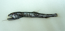 Image of Rhadinesthes decimus (Slender snaggletooth)