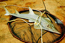 Image of Rhynchobatus djiddensis (Giant guitarfish)