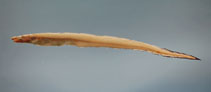 Image of Rhynchoconger flavus (Yellow conger)