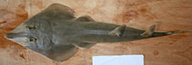 Image of Rhinobatos formosensis (Taiwan guitarfish)