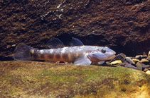 Image of Rhinogobius gigas 