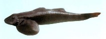 Image of Rhyacichthys guilberti 