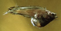 Image of Rhynchogadus hepaticus 