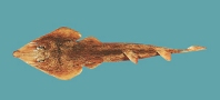 Image of Rhinobatos hynnicephalus (Angel fish)