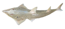 Image of Rhynchobatus laevis (Smoothnose wedgefish)