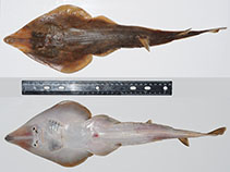 Image of Acroteriobatus variegatus (Stripenose guitarfish)