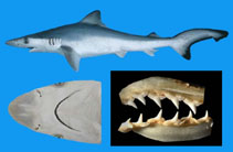 Image of Rhizoprionodon longurio (Pacific sharpnose shark)