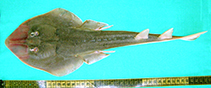 Image of Glaucostegus obtusus (Widenose guitarfish)
