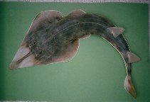 Image of Pseudobatos percellens (Chola guitarfish)