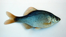 Image of Rhodeus pseudosericeus 