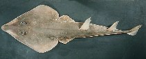 Image of Rhinobatos punctifer (Spotted guitarfish)