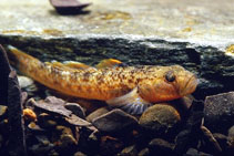 Image of Rhinogobius rubromaculatus 